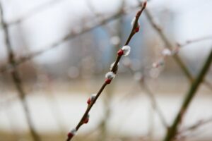 15.03.2021. Kielce. Pierwsze oznaki wiosny w Ogrodzie Botanicznym / Wiktor Taszłow / Radio Kielce