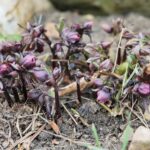 15.03.2021. Kielce. Pierwsze oznaki wiosny w Ogrodzie Botanicznym / Wiktor Taszłow / Radio Kielce