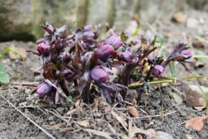 15.03.2021. Kielce. Pierwsze oznaki wiosny w Ogrodzie Botanicznym / Wiktor Taszłow / Radio Kielce