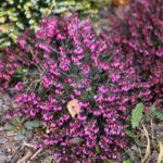 15.03.2021. Kielce. Pierwsze oznaki wiosny w Ogrodzie Botanicznym / Wiktor Taszłow / Radio Kielce