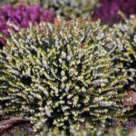 15.03.2021. Kielce. Pierwsze oznaki wiosny w Ogrodzie Botanicznym / Wiktor Taszłow / Radio Kielce