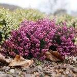 15.03.2021. Kielce. Pierwsze oznaki wiosny w Ogrodzie Botanicznym / Wiktor Taszłow / Radio Kielce