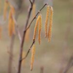 15.03.2021. Kielce. Pierwsze oznaki wiosny w Ogrodzie Botanicznym / Wiktor Taszłow / Radio Kielce