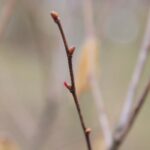 15.03.2021. Kielce. Pierwsze oznaki wiosny w Ogrodzie Botanicznym / Wiktor Taszłow / Radio Kielce