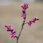 15.03.2021. Kielce. Pierwsze oznaki wiosny w Ogrodzie Botanicznym / Wiktor Taszłow / Radio Kielce