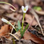 15.03.2021. Kielce. Pierwsze oznaki wiosny w Ogrodzie Botanicznym / Wiktor Taszłow / Radio Kielce