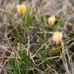 15.03.2021. Kielce. Pierwsze oznaki wiosny w Ogrodzie Botanicznym / Wiktor Taszłow / Radio Kielce