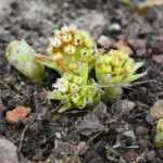 15.03.2021. Kielce. Pierwsze oznaki wiosny w Ogrodzie Botanicznym / Wiktor Taszłow / Radio Kielce