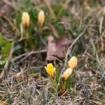 15.03.2021. Kielce. Pierwsze oznaki wiosny w Ogrodzie Botanicznym / Wiktor Taszłow / Radio Kielce