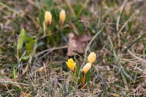 15.03.2021. Kielce. Pierwsze oznaki wiosny w Ogrodzie Botanicznym / Wiktor Taszłow / Radio Kielce