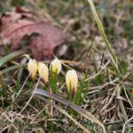 15.03.2021. Kielce. Pierwsze oznaki wiosny w Ogrodzie Botanicznym / Wiktor Taszłow / Radio Kielce