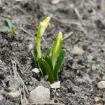 15.03.2021. Kielce. Pierwsze oznaki wiosny w Ogrodzie Botanicznym / Wiktor Taszłow / Radio Kielce