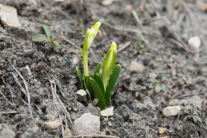 15.03.2021. Kielce. Pierwsze oznaki wiosny w Ogrodzie Botanicznym / Wiktor Taszłow / Radio Kielce