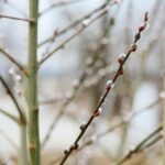 15.03.2021. Kielce. Pierwsze oznaki wiosny w Ogrodzie Botanicznym / Wiktor Taszłow / Radio Kielce