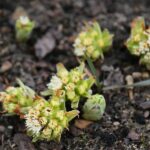 15.03.2021. Kielce. Pierwsze oznaki wiosny w Ogrodzie Botanicznym / Wiktor Taszłow / Radio Kielce