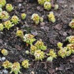 15.03.2021. Kielce. Pierwsze oznaki wiosny w Ogrodzie Botanicznym / Wiktor Taszłow / Radio Kielce