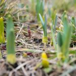 15.03.2021. Kielce. Pierwsze oznaki wiosny w Ogrodzie Botanicznym / Wiktor Taszłow / Radio Kielce