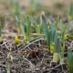 15.03.2021. Kielce. Pierwsze oznaki wiosny w Ogrodzie Botanicznym / Wiktor Taszłow / Radio Kielce