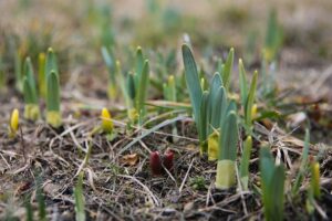 15.03.2021. Kielce. Pierwsze oznaki wiosny w Ogrodzie Botanicznym / Wiktor Taszłow / Radio Kielce