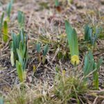 15.03.2021. Kielce. Pierwsze oznaki wiosny w Ogrodzie Botanicznym / Wiktor Taszłow / Radio Kielce