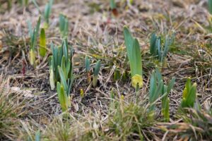 15.03.2021. Kielce. Pierwsze oznaki wiosny w Ogrodzie Botanicznym / Wiktor Taszłow / Radio Kielce