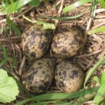 Jaja czajki / Rasbak / wikipedia.org