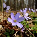 Na zdjęciu: przylaszczka / Nadleśnictwo Stąporków