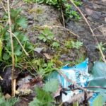 15.04.2021. Pińczów. Śmieci na „Górze Zamkowej” / Krajobrazy Ponidzia