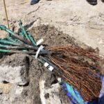 27.04.2021. Szydłów. Sadzenie miejskiej winnicy / Urząd Miasta i Gminy w Szydłowie