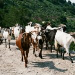 Cypr / Danuta Rasała