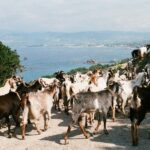 Cypr / Danuta Rasała