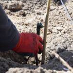 27.04.2021. Szydłów. Sadzenie miejskiej winnicy / Urząd Miasta i Gminy w Szydłowie