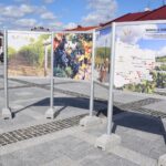 27.04.2021. Szydłów. Sadzenie miejskiej winnicy / Urząd Miasta i Gminy w Szydłowie