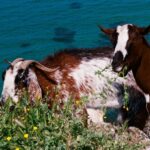 Cypr / Danuta Rasała