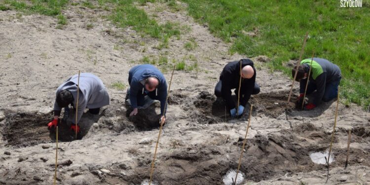 27.04.2021. Szydłów. Sadzenie miejskiej winnicy / Urząd Miasta i Gminy w Szydłowie