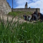 27.04.2021. Szydłów. Sadzenie miejskiej winnicy / Urząd Miasta i Gminy w Szydłowie