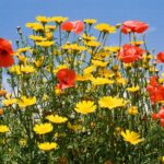 Cypr / Danuta Rasała