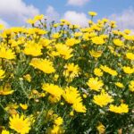 Cypr / Danuta Rasała