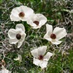 Cypr / Danuta Rasała