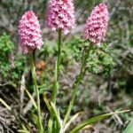 Cypr / Danuta Rasała