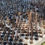 29.04.2021 Sadzonki drzew i krzewów, które posłużą do odtworzenia lasu łęgowego w Umianowicach / Zespół Świętokrzyskich i Nadnidziańskich Parków Krajobrazowych