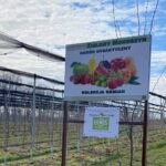 15.02.2021. Sandomierz. Sadzenie dawnych odmian jabłoni / Zespół Szkół Centrum Kształcenia Rolniczego w Sandomierzu