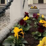 10.04.2021. Staszów. Sadzenie bratków / Urząd Miasta Staszów