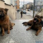 02.04.2021 Kielce. Psy, które pojawiły się przy siedzibie Komendy Wojewódzkiej Policji / Komenda Wojewódzka Policji w Kielcach