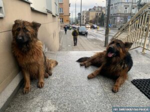 02.04.2021 Kielce. Psy, które pojawiły się przy siedzibie Komendy Wojewódzkiej Policji / Komenda Wojewódzka Policji w Kielcach