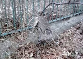 01.04.2021 Skarżysko. Akcja uwalniania sarny / świętokrzyska policja