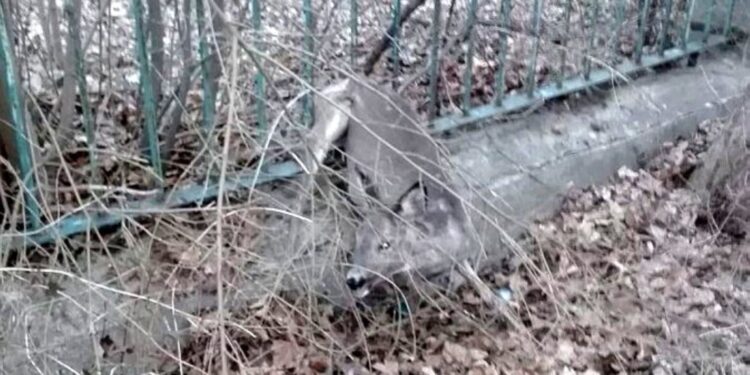 01.04.2021 Skarżysko. Akcja uwalniania sarny / świętokrzyska policja