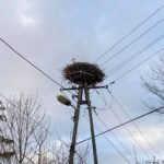 10.04.2021. Przybenice. Bocianie gniazdo / UMiG Skalbmierz