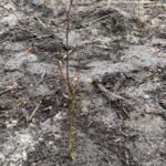 16.04.2021. Szczeka. Akcja „Sadzimy kolejne pokolenie lasu” / Grażyna Szlęzak-Wójcik / Radio Kielce