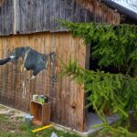 Deskal w Tychowie. Na zdjęciu: Arkadiusz Andrejkow / Anna Głąb / Radio Kielce